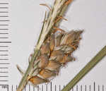 Wire sedge